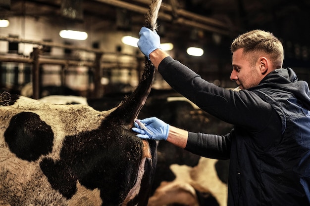 Een dierenarts in medische jurk neemt een bloedmonster bij een koe op een boerderij binnenshuis