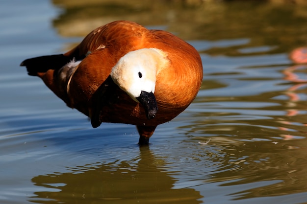 Gratis foto een eend in de ochtend lignt op water