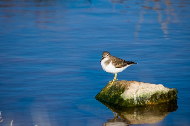 Een gewone strandloper vogel, lange snavel bruin en wit, rustend op een rots in brak water in Malta