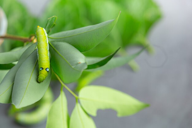 een groene worm op verse bladeren