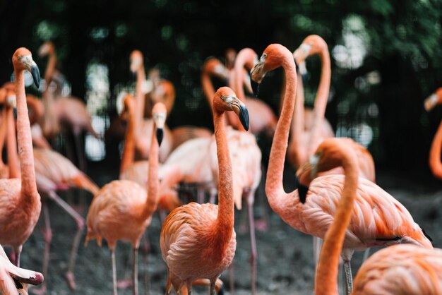 Een groep flamingo verzamelde zich rond