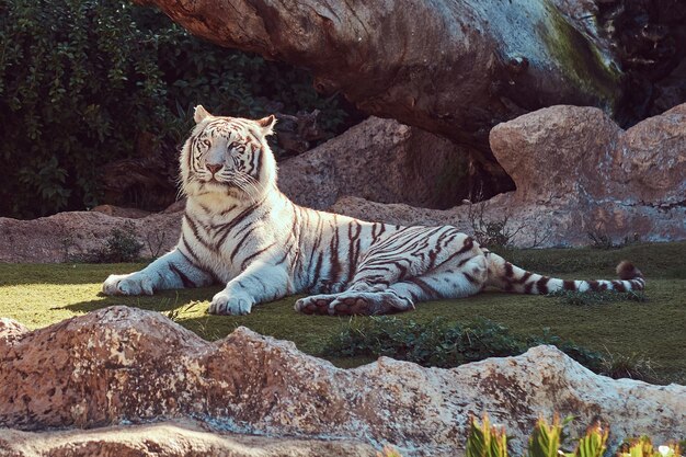 Een grote witte Bengaalse tijger zit in de schaduw in het park in de nationale dierentuin, rustend op een hete zomerdag.