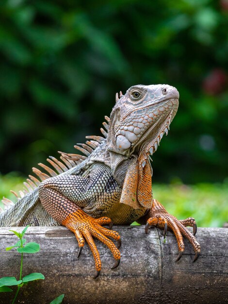 Een hagedis die zich op het houten in de tuin bevindt