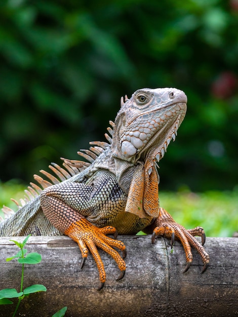 Een hagedis die zich op het houten in de tuin bevindt