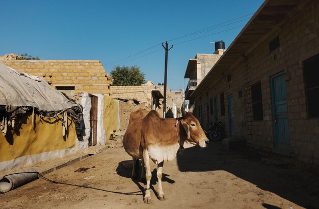 Een heilige koe in een straat van India
