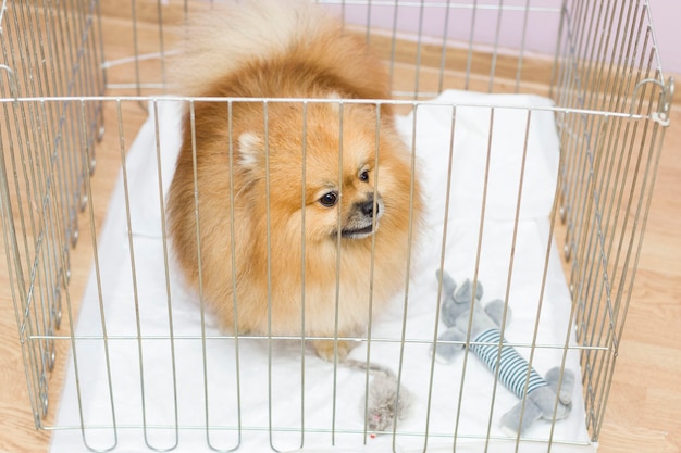 Een hond in een kooi. geïsoleerde achtergrond. een gelukkige pommerse pommeren in een ijzeren kist wacht op de eigenaar na een knipbeurt in de salon. uiterlijke verzorging