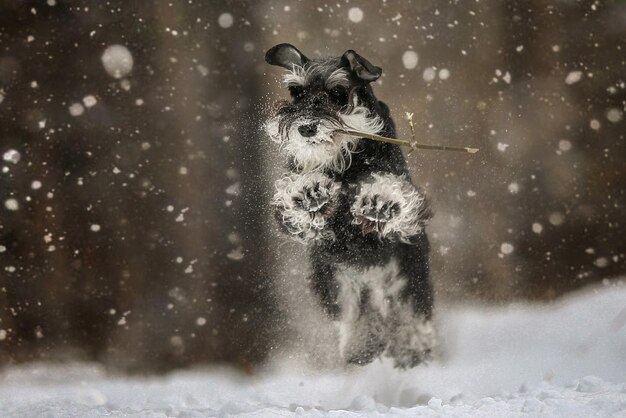Een hond rent door de sneeuw
