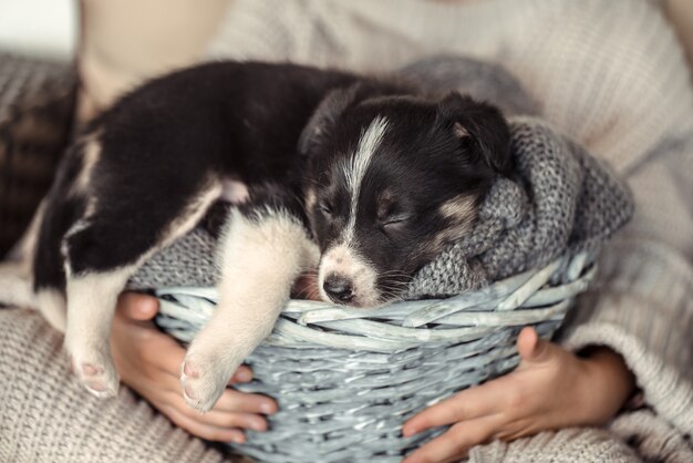 Een klein meisje met een puppy in een mand.