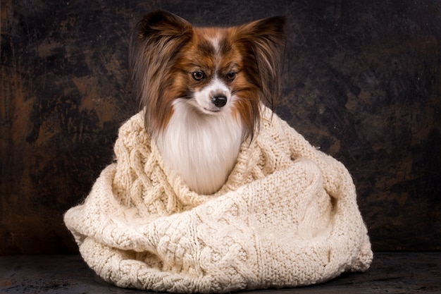 Een kleine hond koestert zich in een grote gebreide trui
