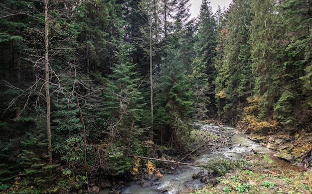 Gratis foto een kleine rivier in een naaldbos in een bergachtig gebied