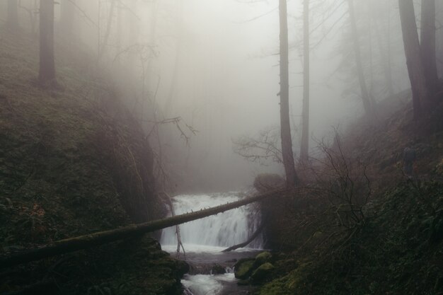 Een kleine waterval in een griezelig donker bos