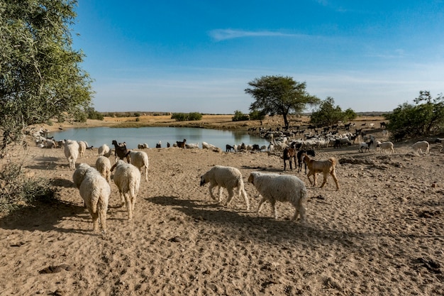 Een kudde schapen in India