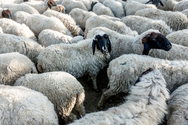 Een kudde schapen in india