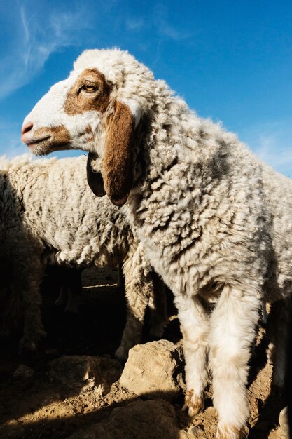 Een kudde schapen in India
