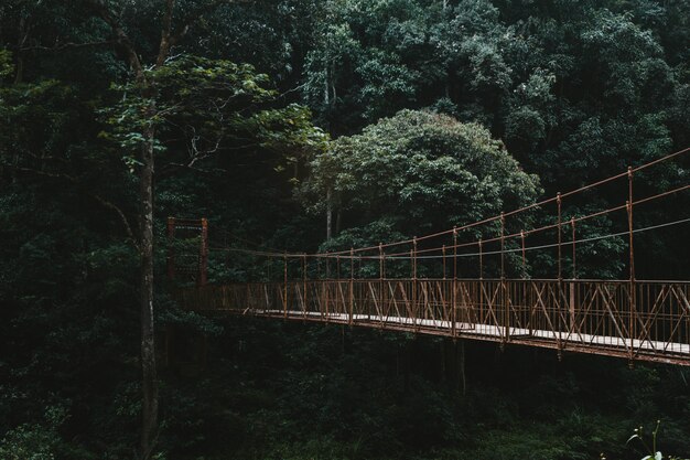 Een lange brug van de luifelgang in een bos