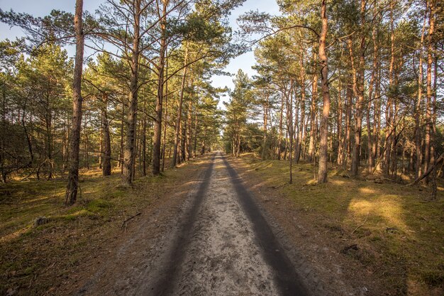 Een lege weg midden in een bos met hoge bomen