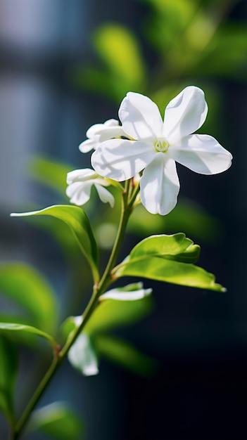 Een mooie bloem in de natuur.