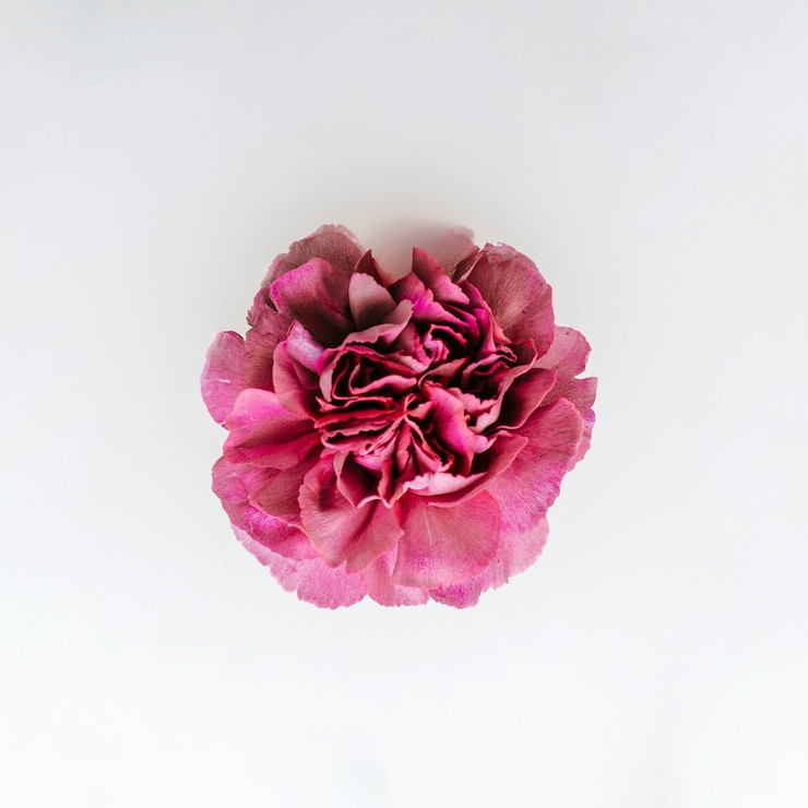 Gratis Foto een mooie bloem.