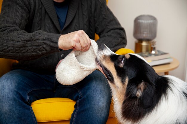 Een mooie border collie die een schoen steelt.