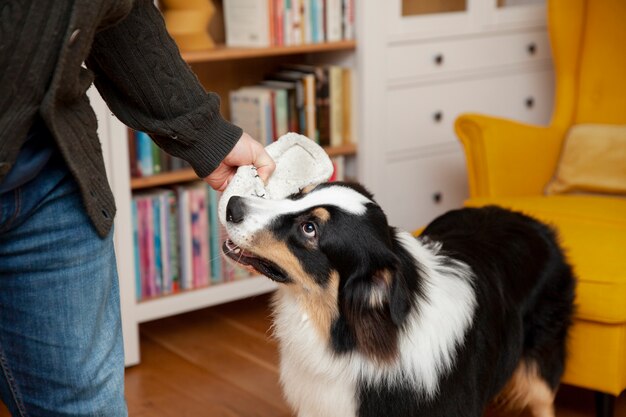 Een mooie border collie die een schoen steelt.