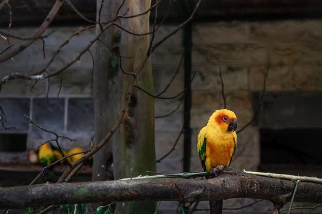 Een mooie gele papegaai in een dierentuin aan een boom