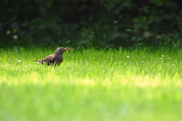 Een mooie opname van een vogel in de natuur. Merel in het gras die insecten vangen. (Turdus merula)