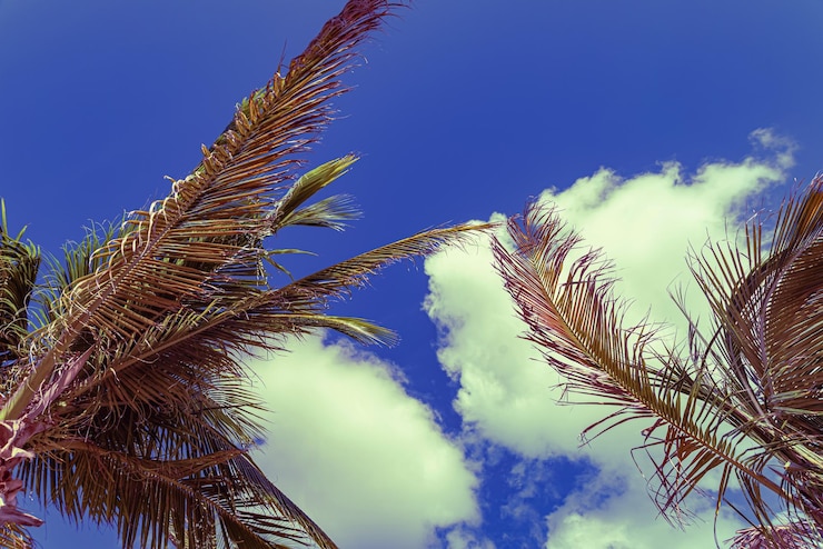 Gratis Foto een mooie palm op een zomerdag