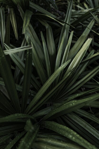 Een mooie plant close-up