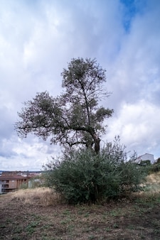 Een olijfboom met rijpe olijven en de stad op de achtergrond