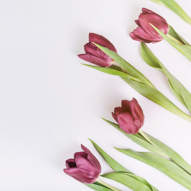 Een opgeheven mening van tulpen op witte achtergrond