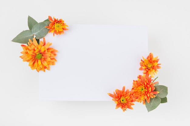 Een oranje chrysanthemum bloeit verfraaid op papier over de witte achtergrond