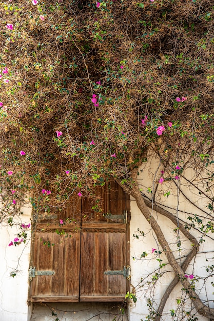 Een oude droogbloeiende boom weeft langs de muur van de gevel van een huis met een houten deur