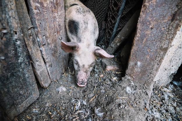 Een overheadvie van varken die uit de varkenspen komt