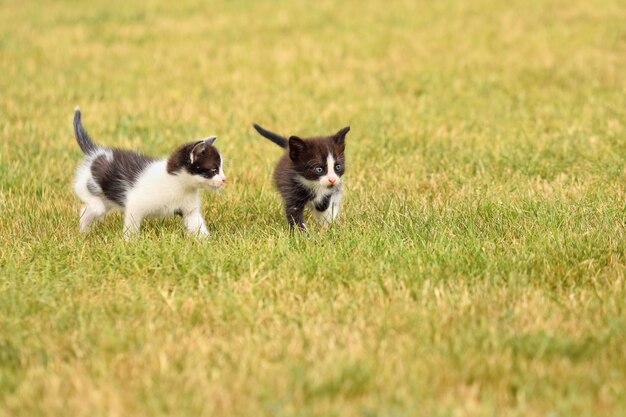 Een paar kittens spelen