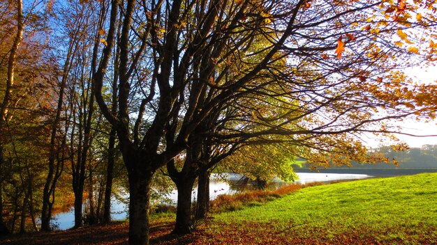 Een prachtig uitzicht op een park met een meer in de herfst