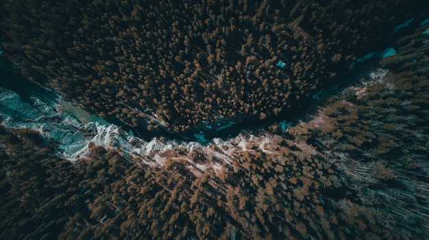 Gratis foto een rivier die door een tropisch bos vol bomen gaat