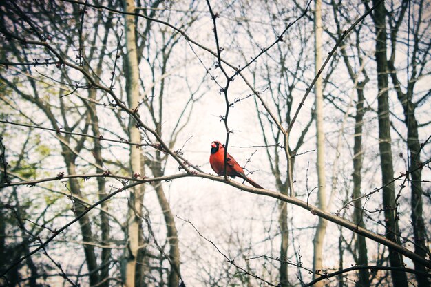 Een rode vogel in het bos