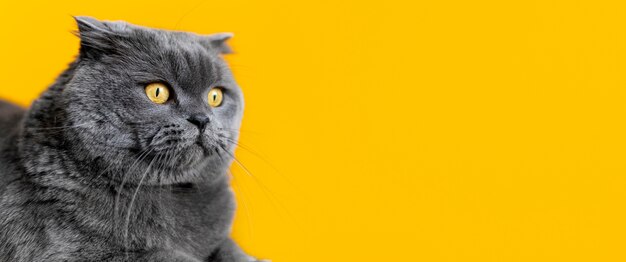 Een schattige Britse kortharige kat met een monochrome muur achter haar.