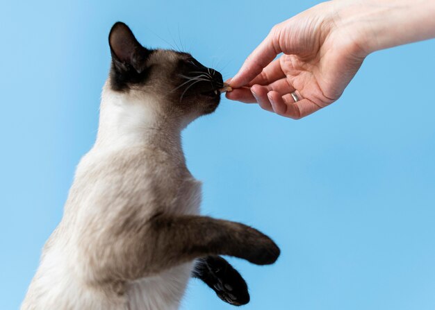 Een schattige kat met een monochrome muur achter haar.