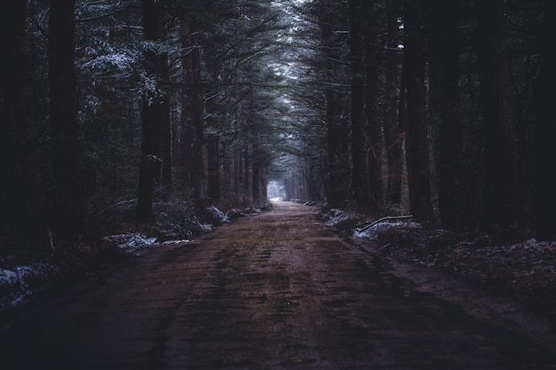 Een smalle modderige weg in een donker bos