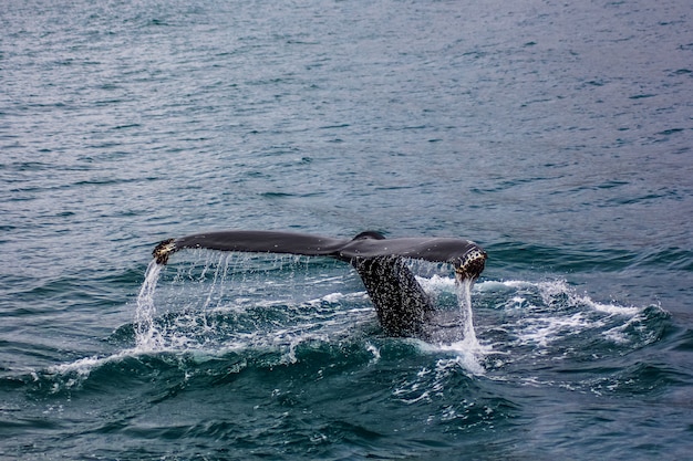 Een staart van een grote vis in het water