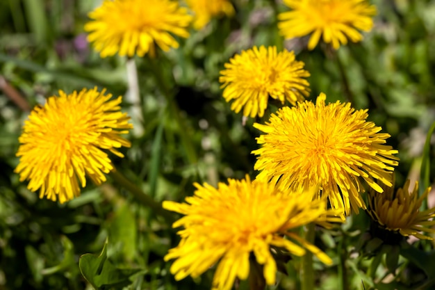 Een veld met geel bloeiende paardebloemen in het voorjaar Premium Foto