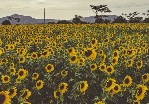 Een veld van zonnebloemen