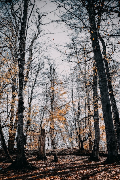 Een verticale opname van een bos bedekt met gedroogde bladeren en kale bomen in de herfst in Dilijan, Armenië