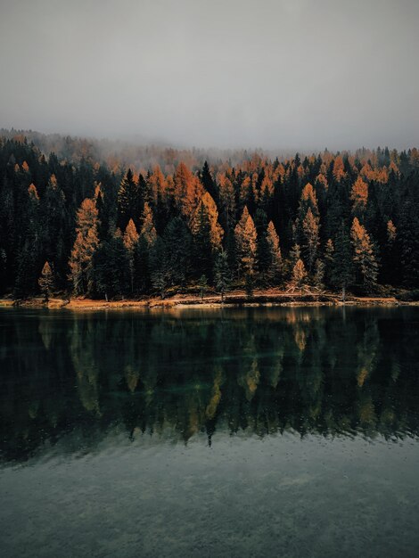 Een verticale opname van gele en groene bomen bij het water