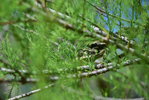 Gratis foto een volwassen mediterrane kameleon die tussen afrikaanse tamarisk-takken en kaapse sorrel-bloemen loopt