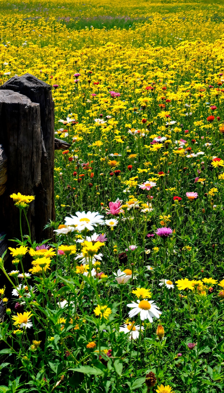 Gratis Foto een weide met bloeiende wilde bloemen
