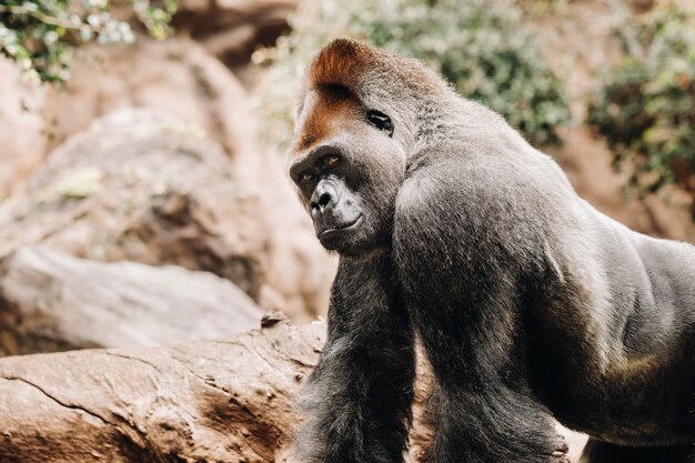 Verticaal Schot Van Een Gorilla Die Zijn Hoofd Krast Terwijl Het Zitten Met Een Vaag Bos Op De Achtergrond Gratis Foto