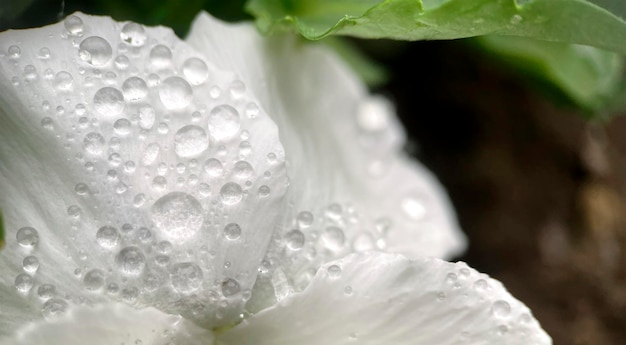 Gratis foto een witte bloem met waterdruppeltjes erop