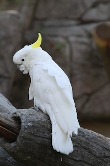 Een witte papegaai